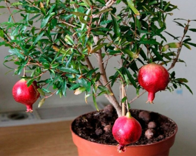 Гранат карликовый "Карфаген"