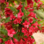 Вейгела гибридная «Ред Принц» (Weigela Red Prince)