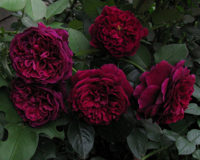 Роза Пионовидная «The Prince» (Принц)