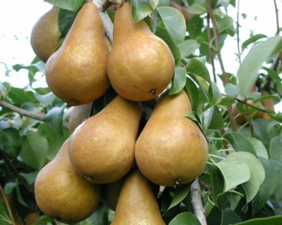 Груша колоновидная "Москвичка"