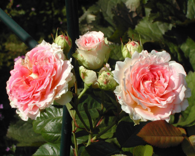 Роза Плетистая «Cesar» (Цезарь)