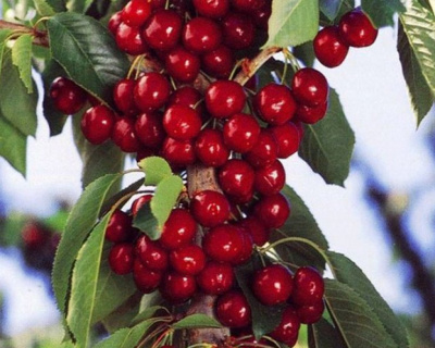 Вишня колоновидная "Королева"