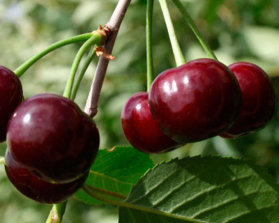 Вишня "Жуковская"