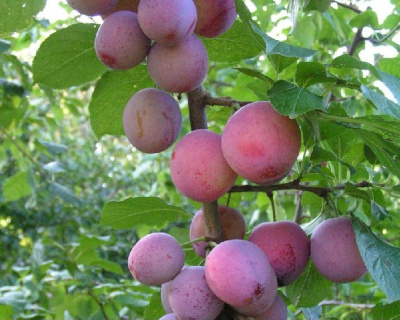 Слива "Деликатесная"