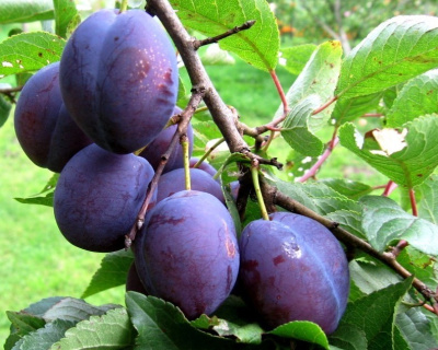 Чернослив "Адыгейский"