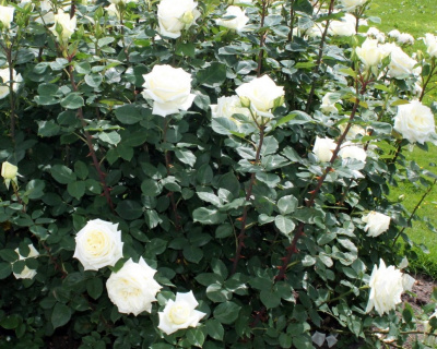 Роза Чайно-Гибридная "White Bear" (Белый Медведь)