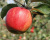 Яблоня "Джонаголд"