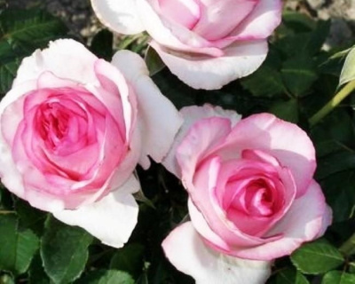 Роза Чайно-Гибридная "Bella Vita" (Белла Вита)