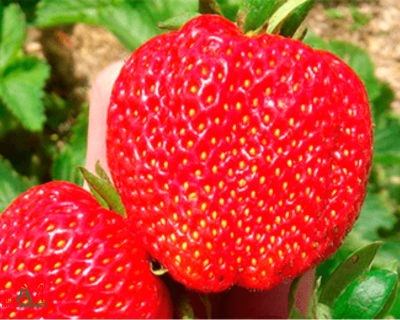 Клубника "Кимберли"