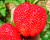 Клубника "Кимберли"