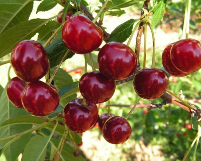 Вишня "Живица"