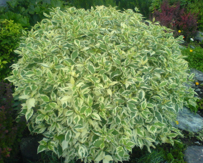 Дерен белый "Элегантиссима" (Еlegantissima)