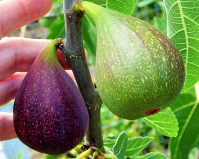 Инжир "Финиковый"