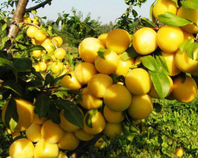 Слива "Вашингтон"