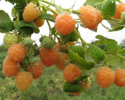 Малина "Золотые купола"
