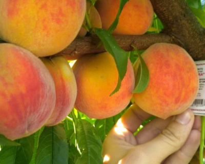 Персик "Ветеран"