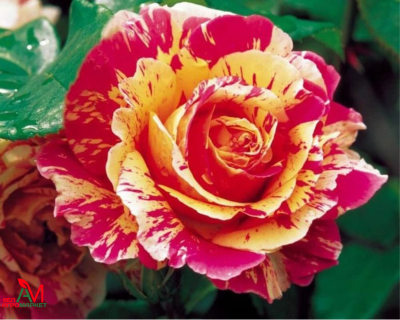 Роза Чайно-Гибридная "Fire Crack" (Файер Крек)