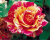 Роза Чайно-Гибридная "Fire Crack" (Файер Крек) Роза Чайно-Гибридная "Fire Crack" (Файер Крек)