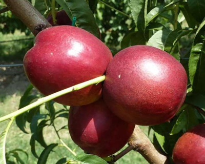 Нектарин "Алитоп"