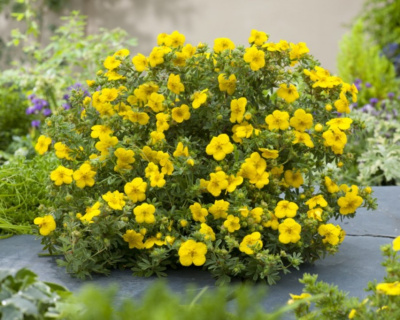 Лапчатка "Голдстар" (Goldstar)