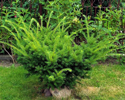Тис средний "Денсиформис" (Densiformis)