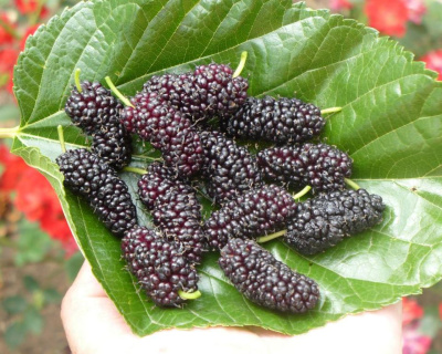 Шелковица "Черная Жемчужина"