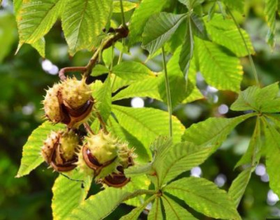 Конский каштан обыкновенный (Aesculus hippocastanum)
