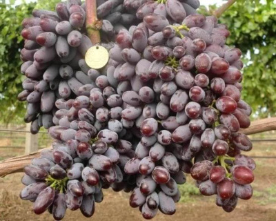 Виноград "КишМиш Юпитер"