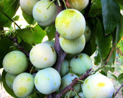 Слива "Ренклод"