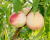 персик "Белый лебедь"