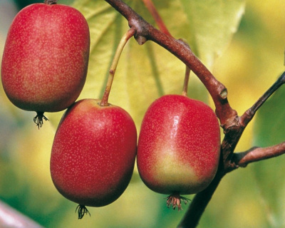 Актинидия Аргута "Женева" (женская)