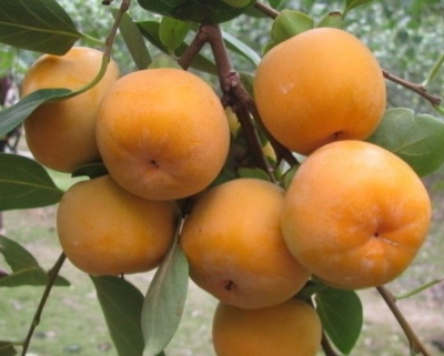 Хурма «Гора Говерла»