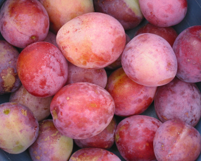 Слива "Королева Виктория"