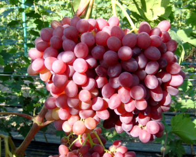 Виноград "КишМиш Запорожский"