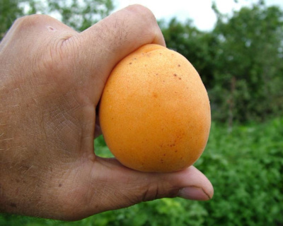 Абрикос "Голд Рич"