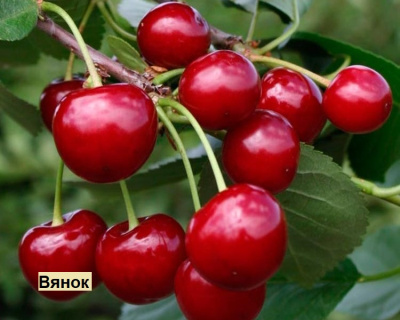 Вишня мультипрививка "Новодворская-Вянок"