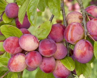 Алыча "Деликатная"