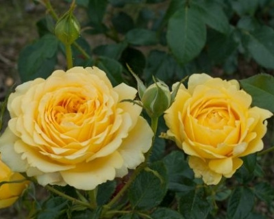 Роза Флорибунда "Marselisborg" (Марселисборг)