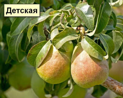 Груша мультипрививка "Детская-Чижовская"