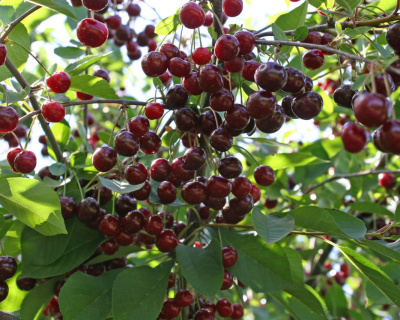 Вишня "Новелла"