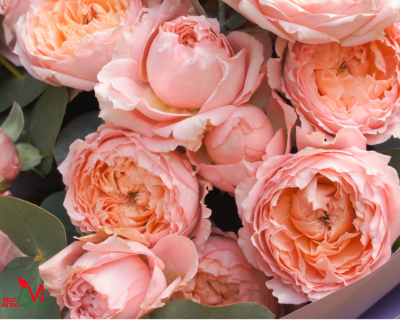 Английская Роза "Juliet" (Джульетта)