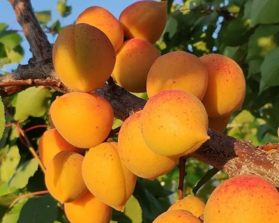 Абрикос "Голд Рич"