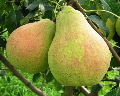 Груша "Банкетная"