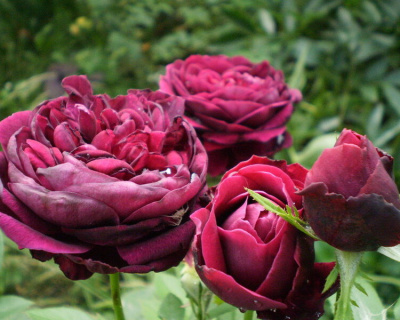 Роза Пионовидная «The Prince» (Принц)