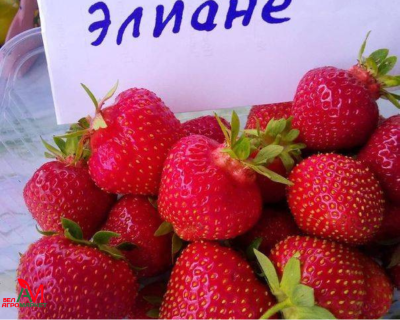 Клубника "Элиане"