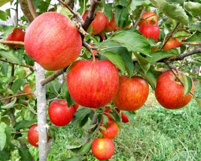 Яблоня "Пинова"