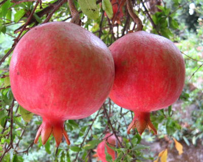 Гранат "Крымский полосатый"