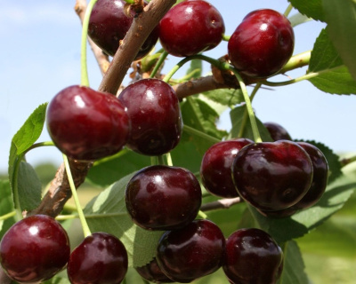 Вишня "Морозовка"