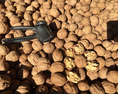 Грецкий орех "Чандлер"