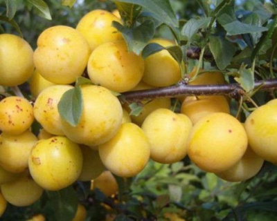 Алыча "Царская"